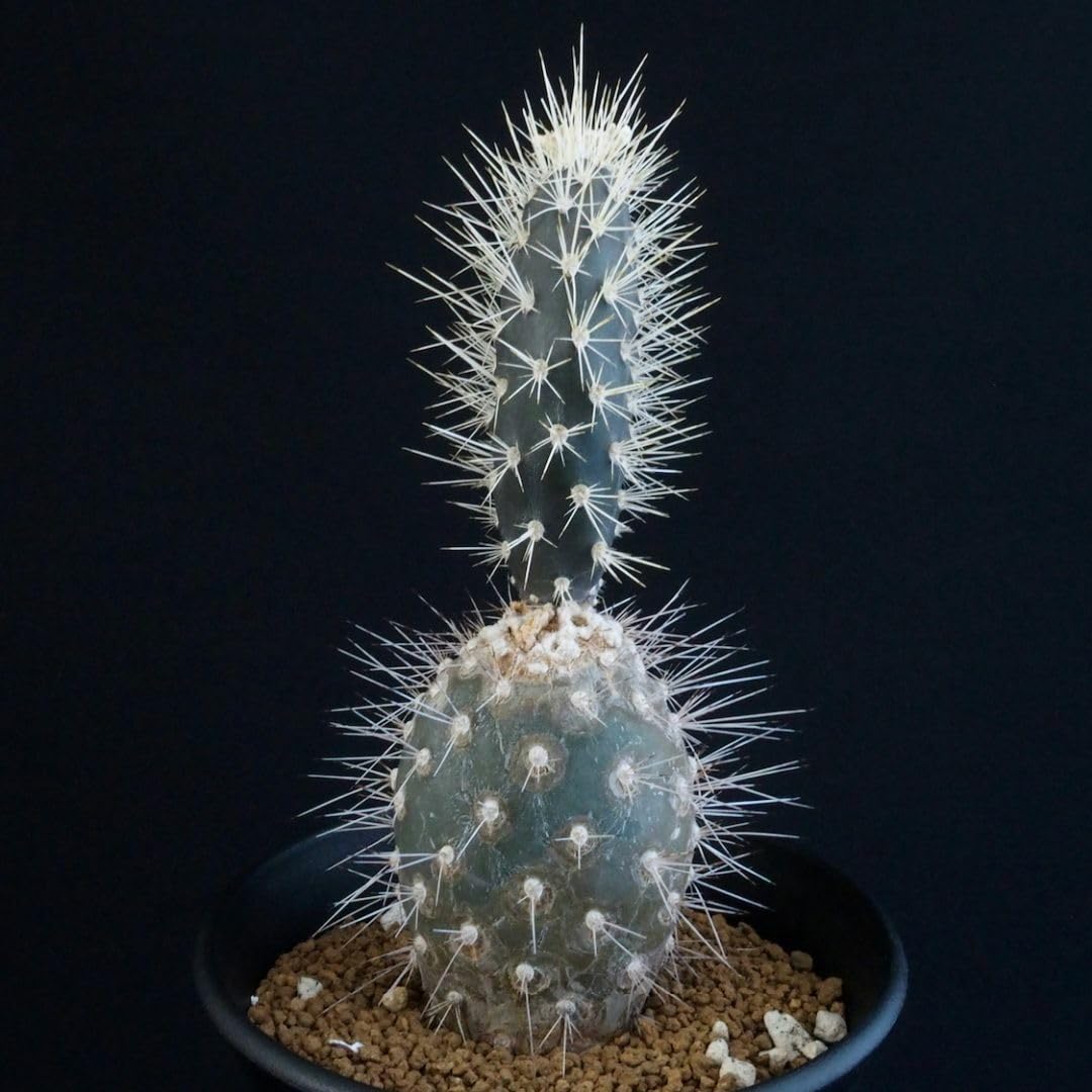 ガラパゴス団扇　黒肌　肉厚 肉厚個体❗️ ガラパゴス団扇 黒肌 金棘オプンチア - メルカリ